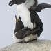 razorbill_msi_v_0764_can0584.jpg